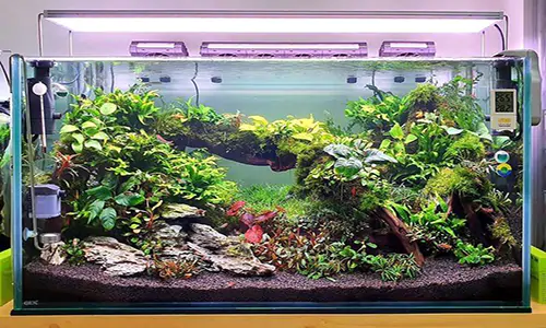 Nature Aquascape